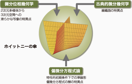 ホイットニーの傘｜微分位相幾何学：2次元多様体から3次元空間への滑らかな写像の特異点　古典的微分幾何学：線繊面の特異点　偏微分方程式論：特性的食条件下での準線形偏微分方程式の解の特異点