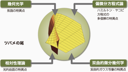 ツバメの尾｜幾何光学：焦面の特異点　偏微分方程式論：ハミルトン・ヤコビ方程式の多価解の特異点　相対性理論：光的曲面の特異点　双曲的微分幾何学：双曲的ガウス像の特異点